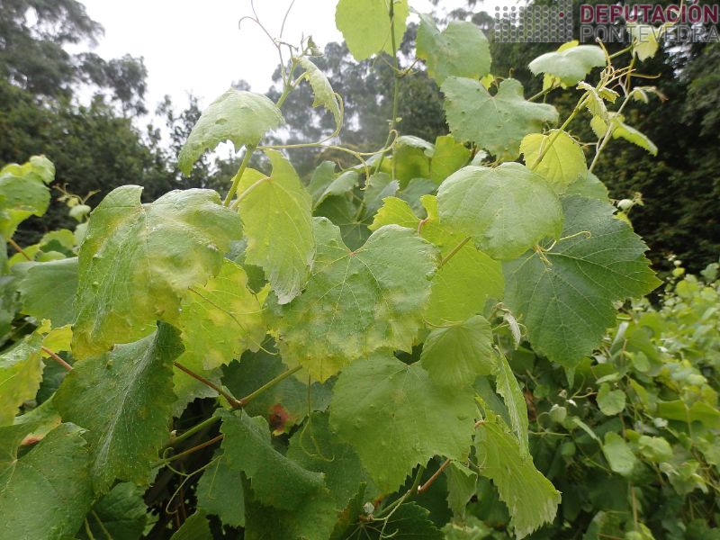 Abundantes manchas follas testemuña Abundantes manchas follas testemuña