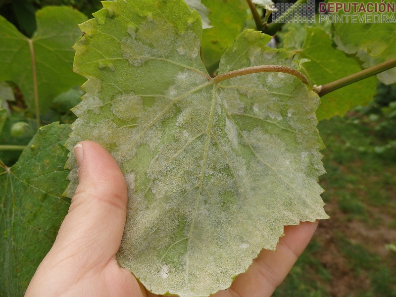 Esporulación folla gromo testemuña Esporulación folla gromo testemuña