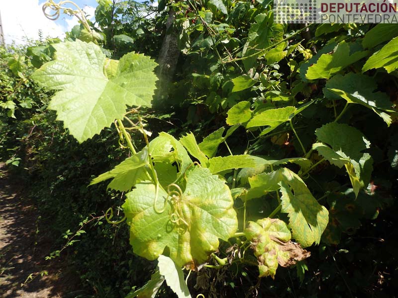 Mildio novo en folla so en viñas abandonadas Mildio novo en folla so en viñas abandonadas