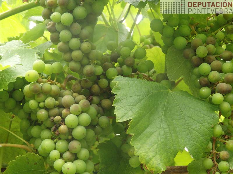 Viña con mildio larvado Viña con mildio larvado