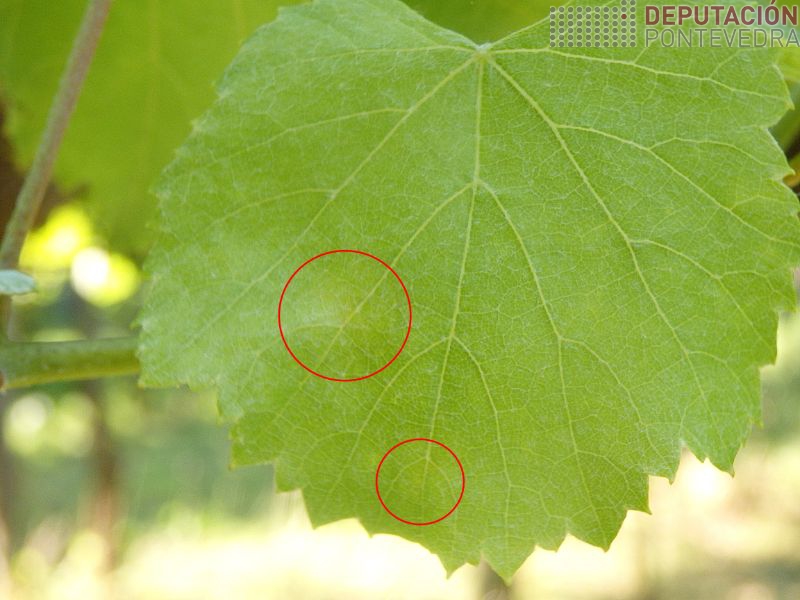 Manchas tan incipientes moi pouco apreciables Manchas tan incipientes moi pouco apreciables