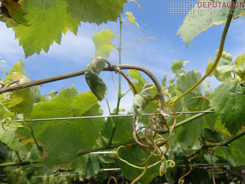 Novos sintomas parcela Salnes Novos sintomas parcela Salnes