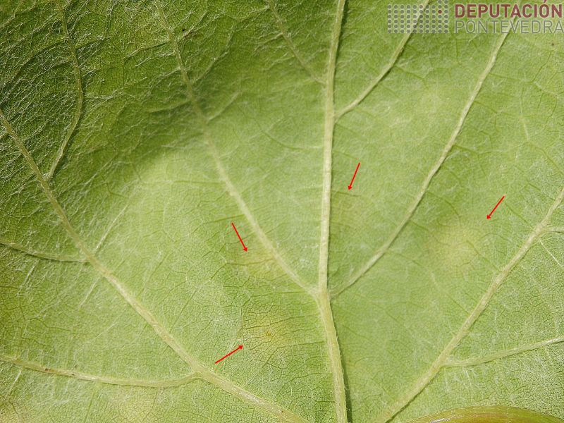Enves sen esporular manchas novas viña Rosal Enves sen esporular manchas novas viña Rosal