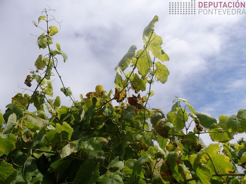 Alguns sintomas novos gromos terminais plantas frondosas Alguns sintomas novos gromos terminais plantas frondosas