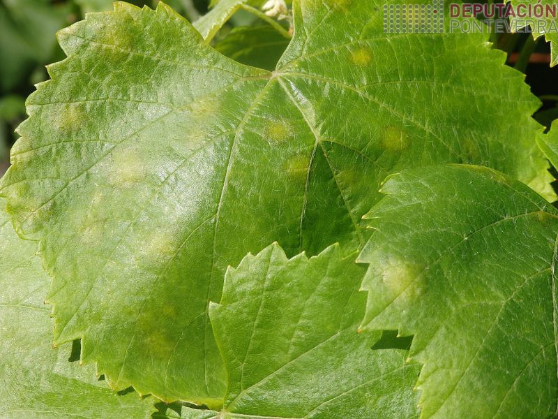 Manchas novas en viña Rosal Manchas novas en viña Rosal