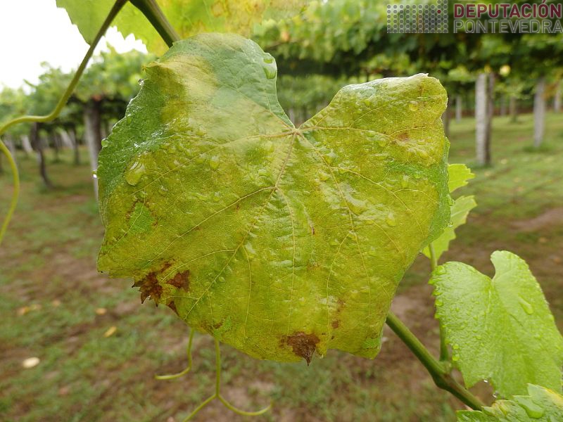 Algunhas follas estan completamente cubertas de sintoma mildio