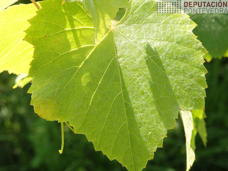 Mancha de mildio nova en marxe de folla planta testemuña Mancha de mildio nova en marxe de folla planta testemuña