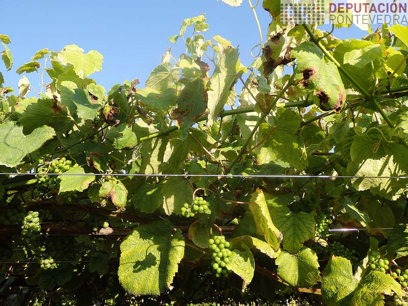 Na nosa rede follas afectadas pero acios sen mildio Na nosa rede follas afectadas pero acios sen mildio