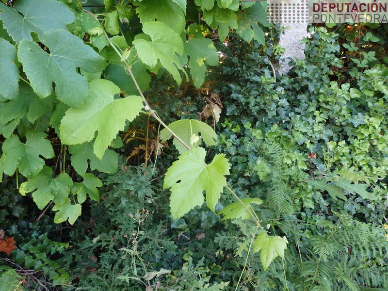 Gromo terminal libre de mildio en planta abandonada Gromo terminal libre de mildio en planta abandonada