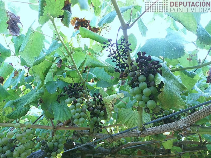 20210811_Ataque importante de mildio nunha viña visitada 20210811_Ataque importante de mildio nunha viña visitada