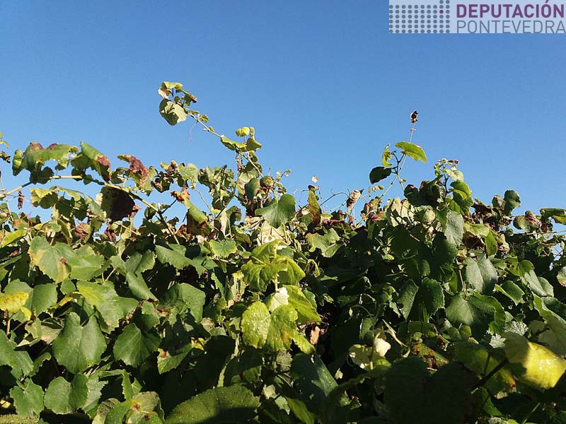 20210811_Hai algo de defoliacion por mildio pero quedan follas suficientes 20210811_Hai algo de defoliacion por mildio pero quedan follas suficientes