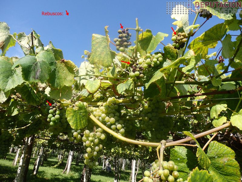 Rebuscos con mildio larvado e debaixo acios sas Rebuscos con mildio larvado e debaixo acios sas