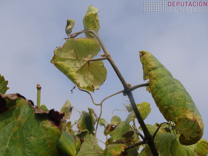 20210825_Gromo viña moito tempo sen tratar 20210825_Gromo viña moito tempo sen tratar