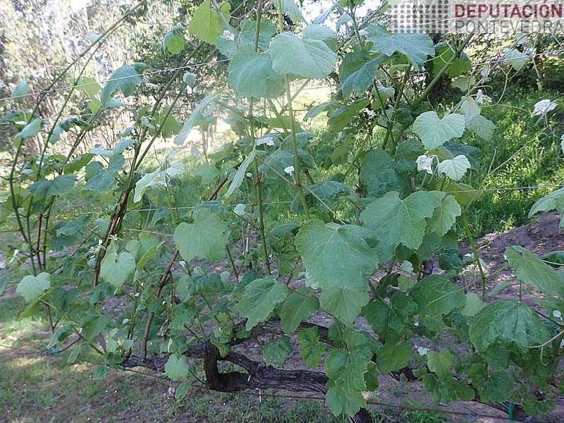 Ningunha mancha planta testemuña Ningunha mancha planta testemuña