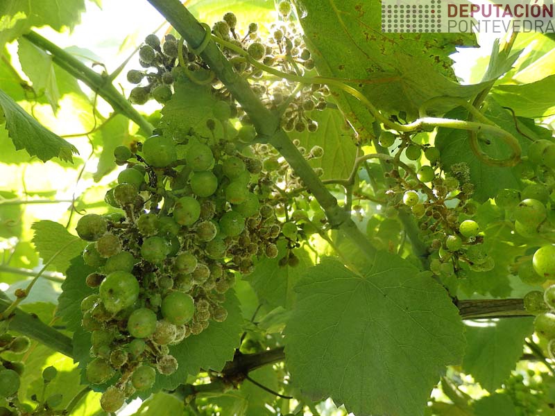 Acio albariño moi afectados mildio viña en ecoloxico