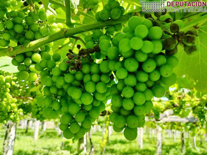 20220706_Conviria ir eliminando partes afectadas mildio