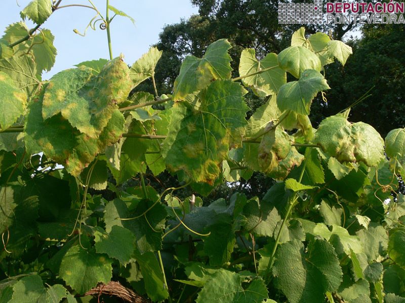 20220713_Abundantes manchas novas gromos terminais