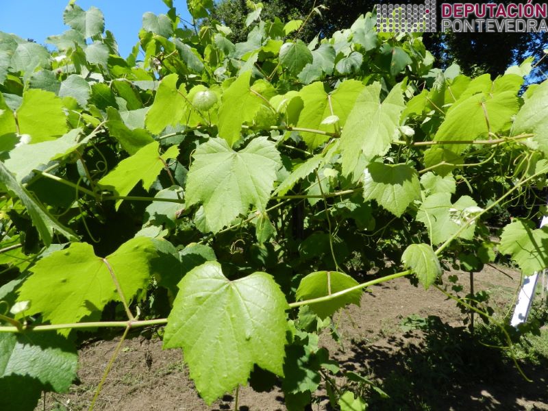 20220720_Gromos novos sen mildio