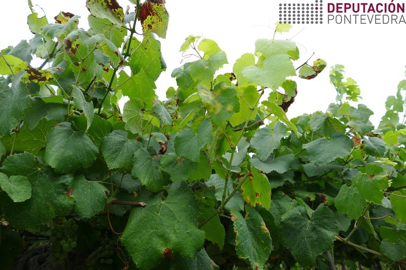 20220803_Algunhas manchas novas so en testemuña e moita frondosidade