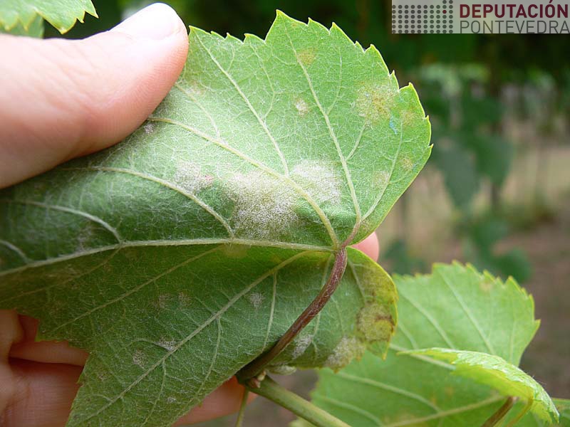 Frutificacion en mancha mildio recente Frutificacion en mancha mildio recente