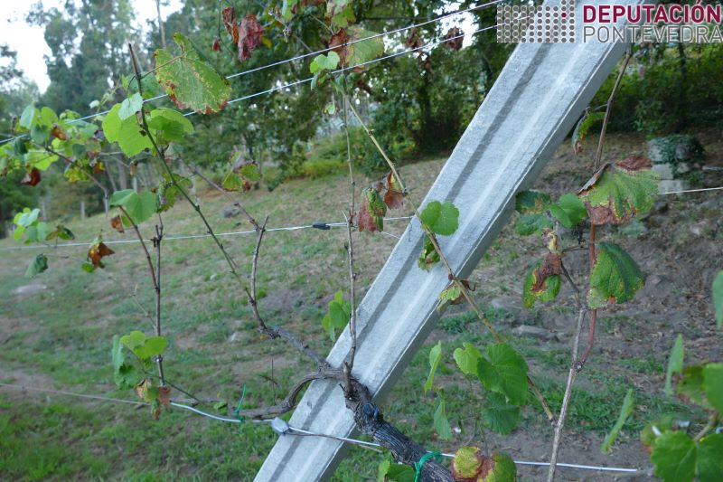 20220810_Defoliacion en planta testemuña por mildio