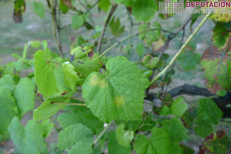 20220810_Manchas novas planta testemuña