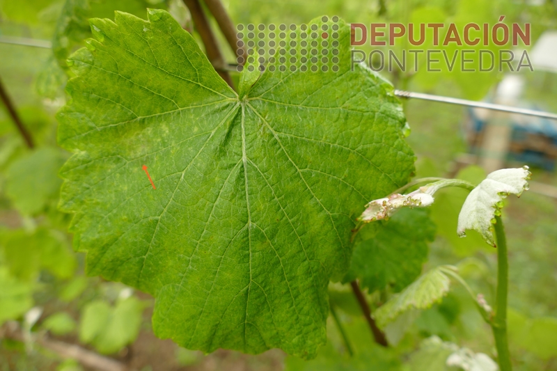 20230426 Algunha mancha nova era moiincipiente 20230426 Algunha mancha nova era moi incipiente