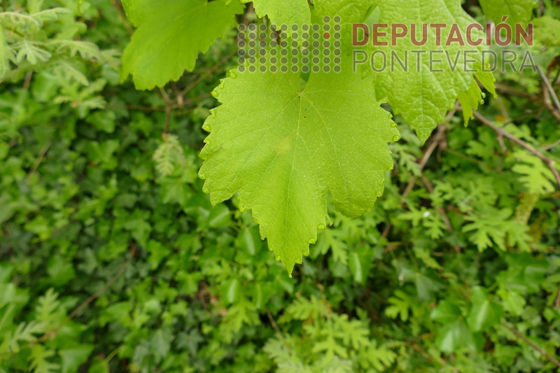 20230426 Apareceron as primeiras manchas en plantas nos bordos dos caminos 20230426 Apareceron as primeiras manchas en plantas nos bordos dos caminos