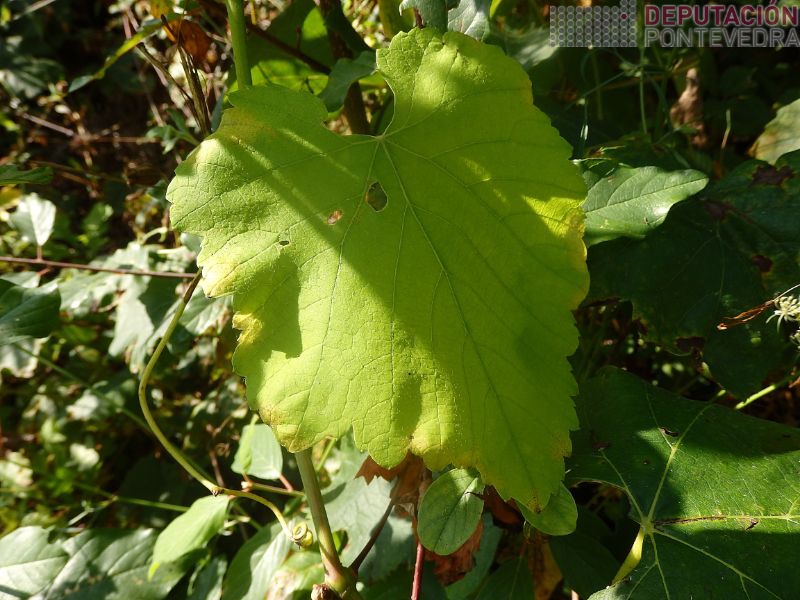 Manchas novas mildio en follas viña abandonada Manchas novas mildio en follas viña abandonada