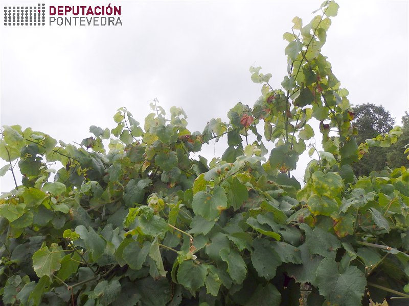 Á parte superior das parras non chegan tratamentos e teñen mildio