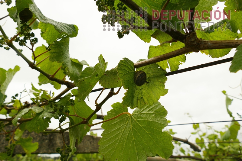 A_climatoloxia_favorece_a_presenza_de_caracois.jpg