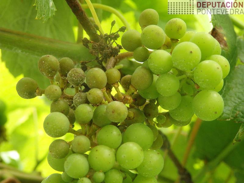 Acio con restos de mildio no callado, mildio esporulado e inicio de mildio larvado Acio con restos de mildio no callado, mildio esporulado e inicio de mildio larvado
