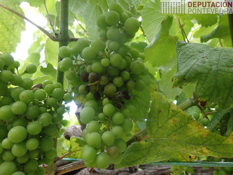 Acios en guisante xa con mildio larvado