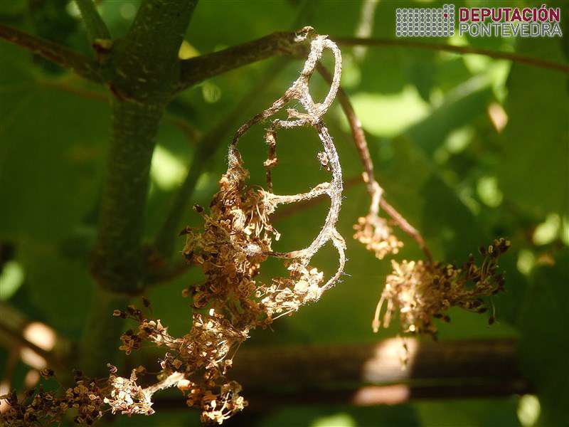 Acios secos mildio floración desprenderanse co tempo Acios secos mildio floración desprenderanse co tempo