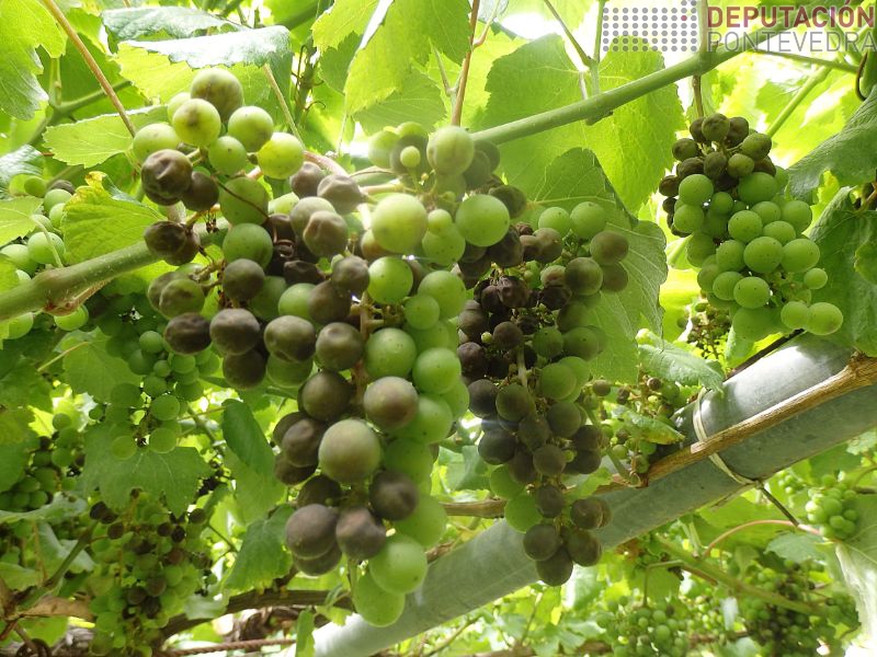 Algunha viña bastante mildio larvad Algunha viña bastante mildio larvad