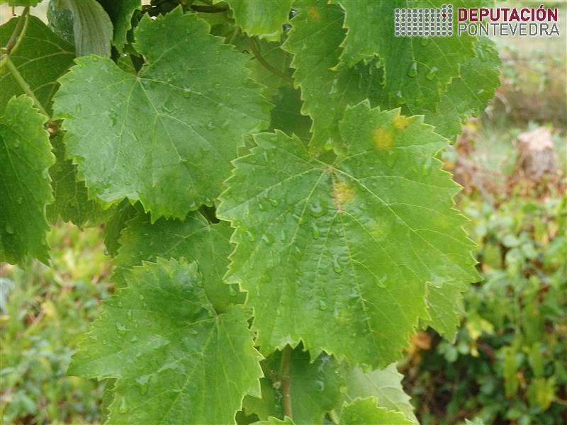 Aumento humidade relativa novas manchas follas novas Aumento humidade relativa novas manchas follas novas