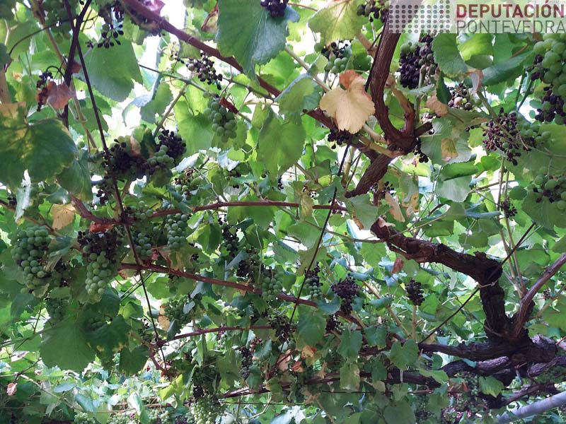 Conven retirar acios afectados mildio para previr botrite Conven retirar acios afectados mildio para previr botrite