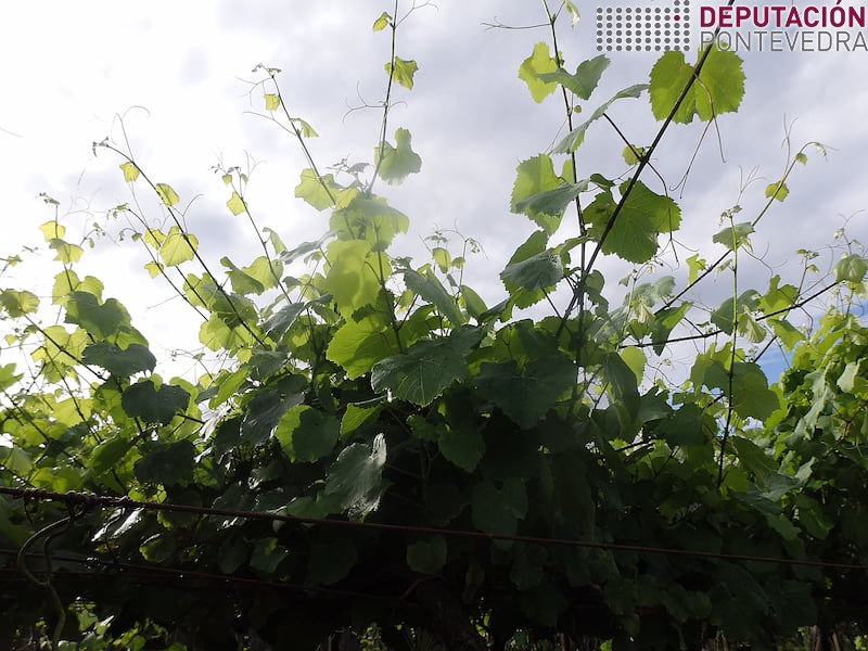 Elevado crecemento vexetación pola climatoloxía