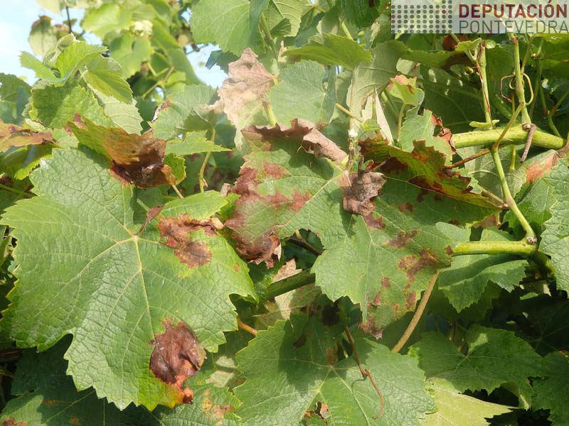 En xeral as manchas estaban ben controladas En xeral as manchas estaban ben controladas