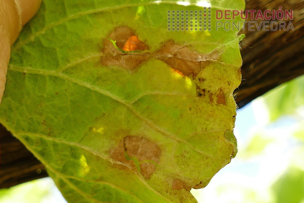 Enves_de_folla_con_manchas_de_mildio_case_curadas.jpg