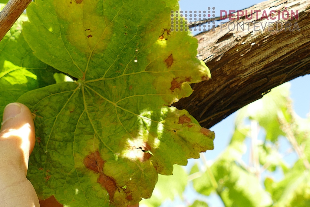 Face_de_folla_con_manchas_de_mildio_case_curadas.jpg