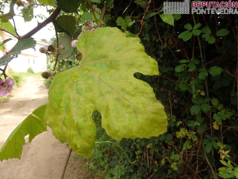 Folla de planta abandonada totalmente cuberta de manchas novas