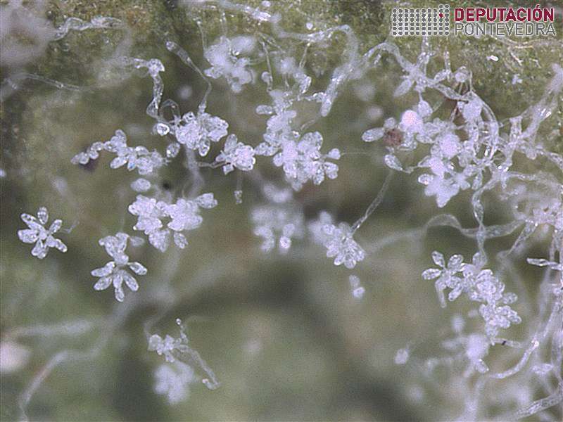 Frutificación mildio 10x Frutificación mildio 10x