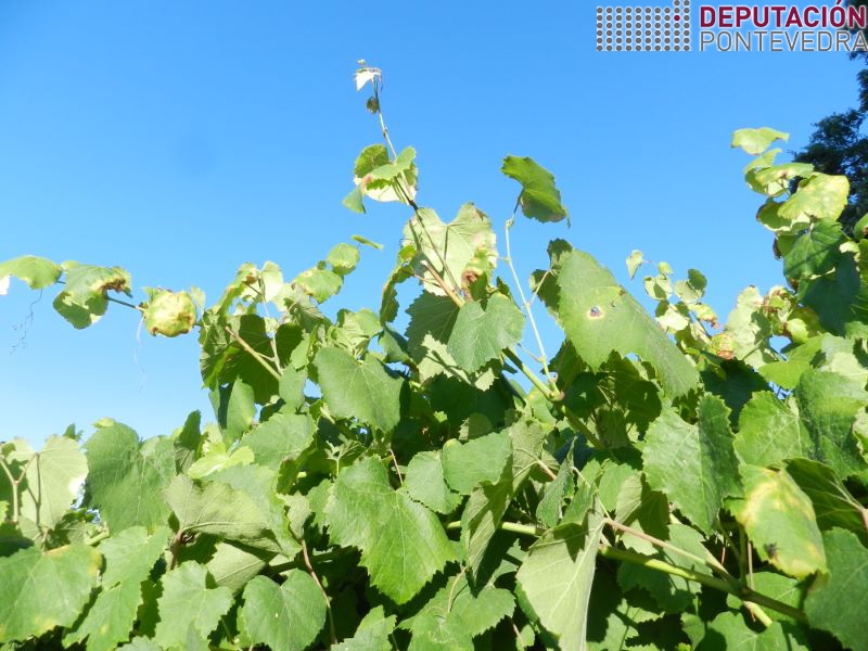 Gromos altos de parras con mildio