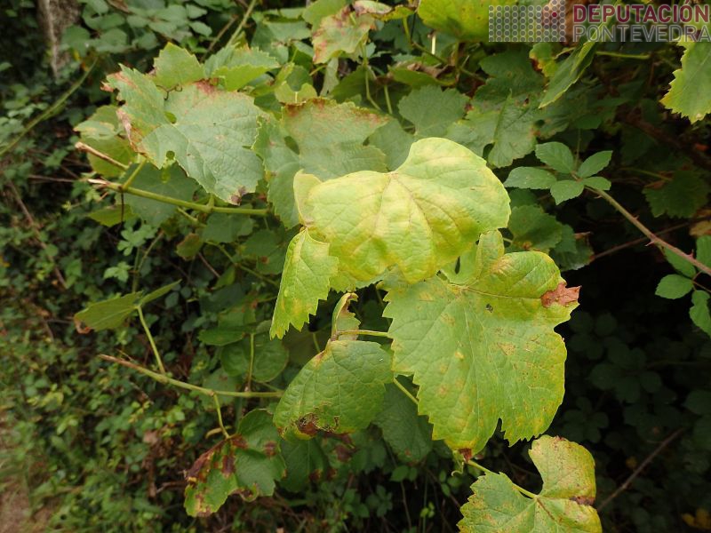 Gromos novos viñas abandonadas seguen mildio Gromos novos viñas abandonadas seguen mildio