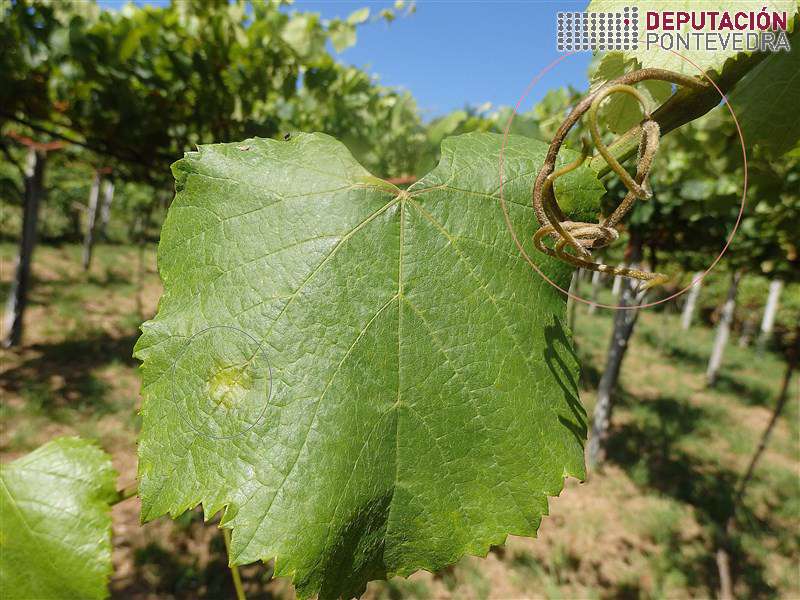 Mancha nova en folla e frutificacion en gabian Mancha nova en folla e frutificacion en gabian