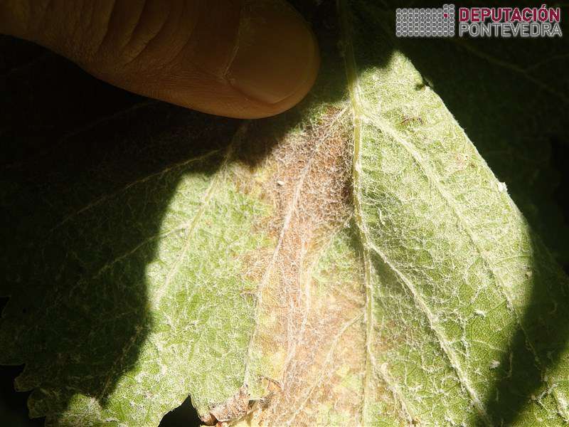 Manchas aparentemente curadas foron dominantes Manchas aparentemente curadas foron dominantes