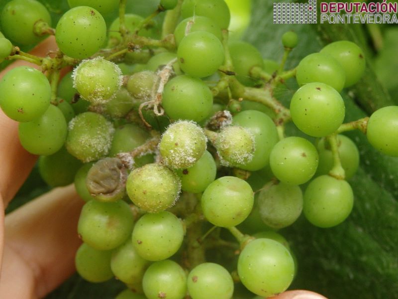 Micelio de mildio viable en viña tratada