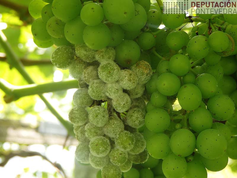 Mildio esporulado acio albariño Mildio esporulado acio albariño
