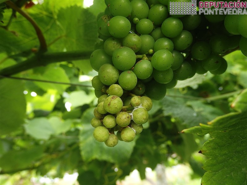 Moitas viñas puntos de mildio en acio con certa frutificación